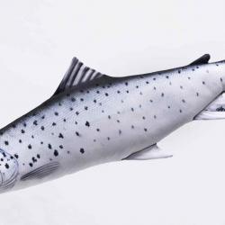 Truite de mer 110cm
