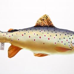 Truite Fario 62cm
