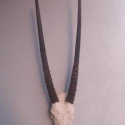 Crâne d' Oryx #2010