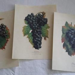 reproduction de 3 grappes de raisin rouge , reproduction de dessin de 1890