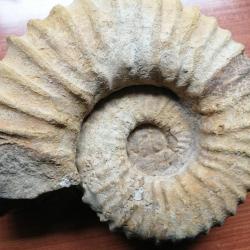 Ammonite blanche de Tuléar (Madagascar)