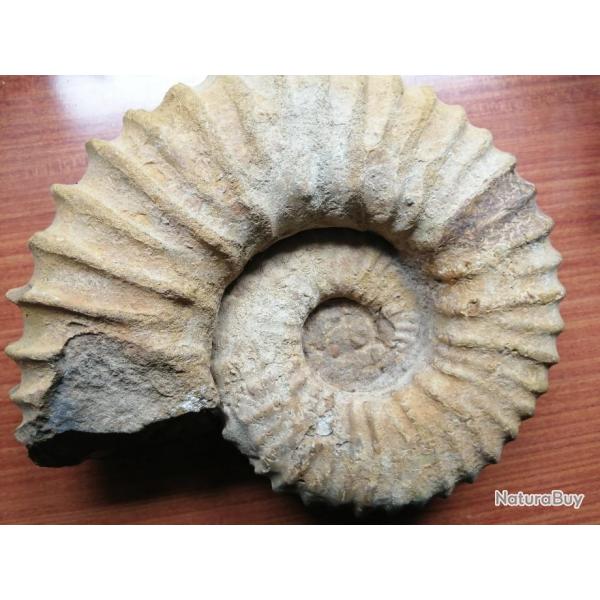 Ammonite blanche de Tular (Madagascar)