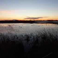 Chasse au gibier d'eau en camargue