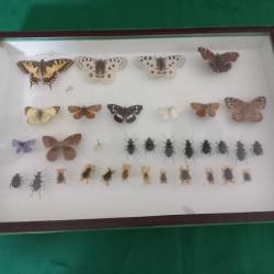 Cadre de  papillons et insectes naturalisés sous verre du  naturaliste Nérée Boubée, 20ème