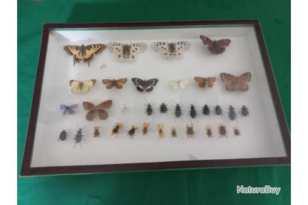 Cadre de papillons et insectes naturalisés sous verre du naturaliste Nérée  Boubée, 20ème - Insectes (10488755)