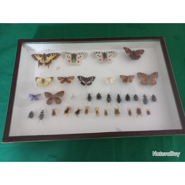 Cadre de  papillons et insectes naturaliss sous verre du  naturaliste Nre Boube, 20me