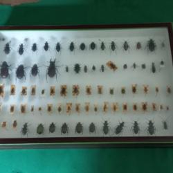 Cadre d' insectes naturalisés sous verre du  naturaliste Nérée Boubée, 20ème