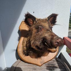 Taxidermie sanglier gueule ouverte #2008