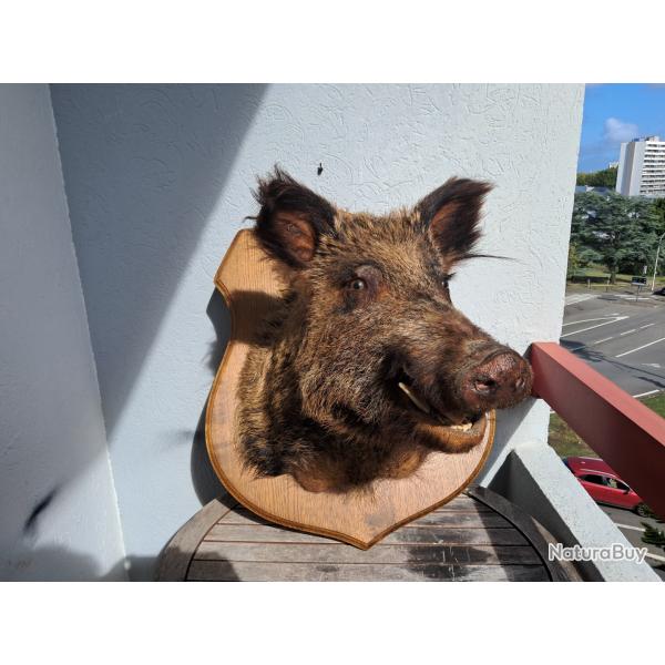 Taxidermie sanglier gueule ouverte #2008