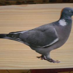 Stickers, autocollant Pigeon