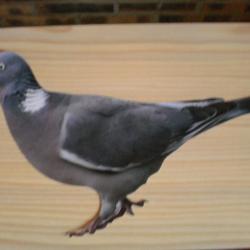 Un Stickers, autocollant Pigeon