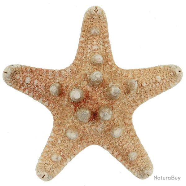 Etoiles de mer rhino protoreaster nodosus 6  8 cm - Lot de 10