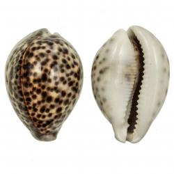Coquillage cypraea tigris 8 à 10 cm