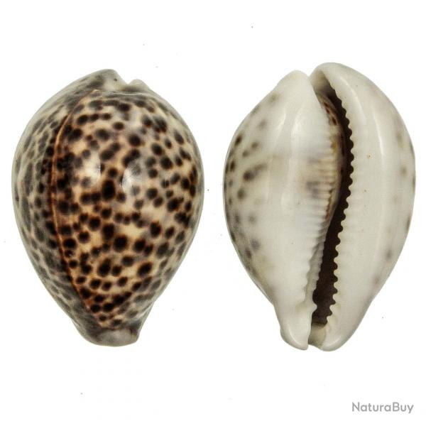 Coquillage cypraea tigris 8  10 cm