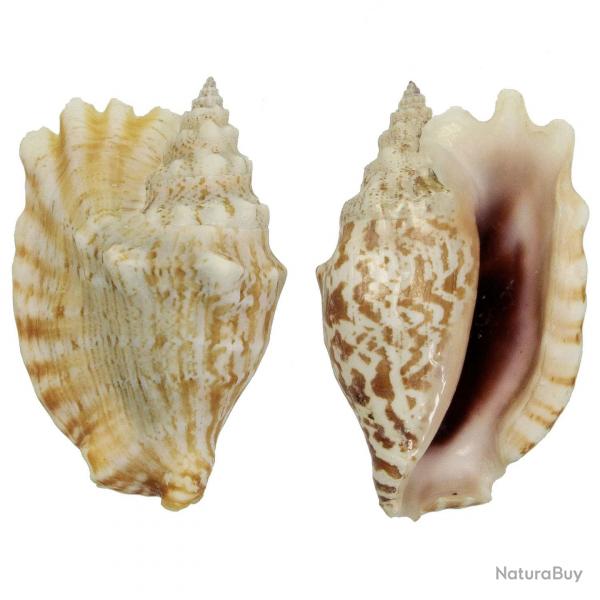 Coquillage strombus sinuatus 8  10 cm