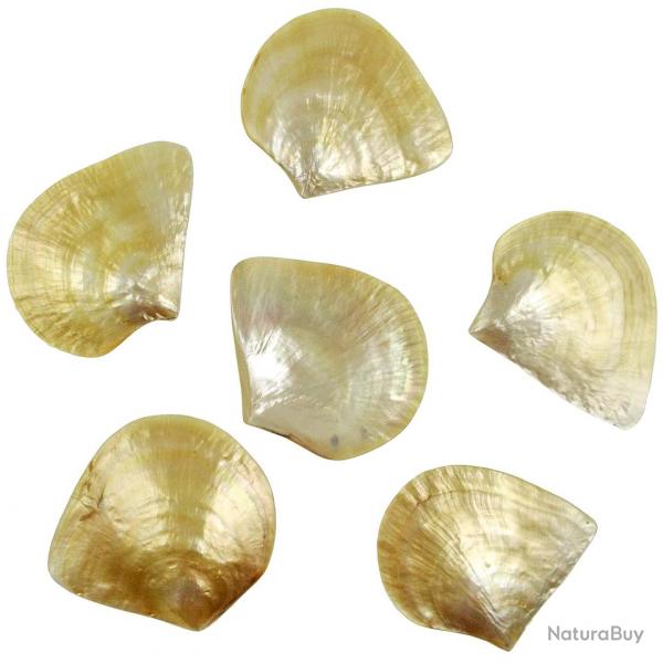 Coquillage pinctada maxima nacr 13  15 cm