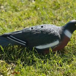 Formes de pigeon coquille HD x12