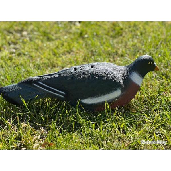 Formes de pigeon coquille HD x12