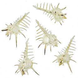 Coquillages murex nigrispinosus - 8 à 10 cm - Lot de 2