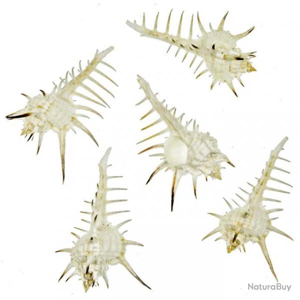 Coquillages murex nigrispinosus - 8  10 cm - Lot de 2