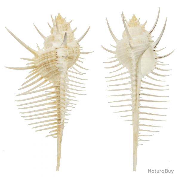 Coquillage murex pecten 8  10 cm