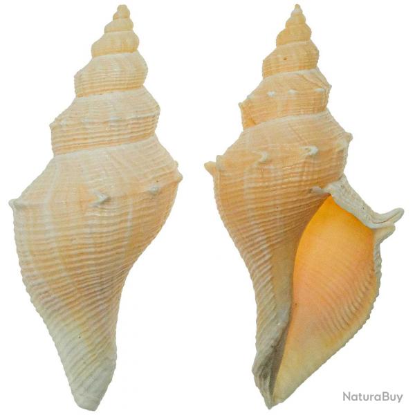 Coquillage hemifusus kawamurai 10  12 cm
