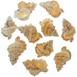Coquillages bursa tutufa oyamai - 4 à 6 cm - Lot de 6