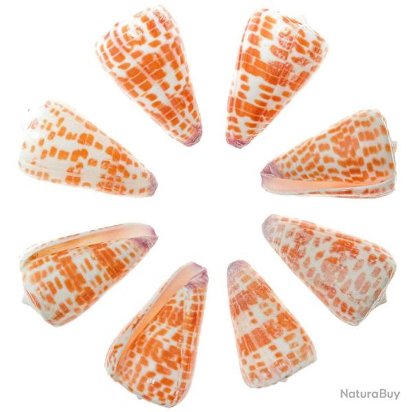 Coquillages conus tessulatus polis - 4  6 cm - Lot de 3