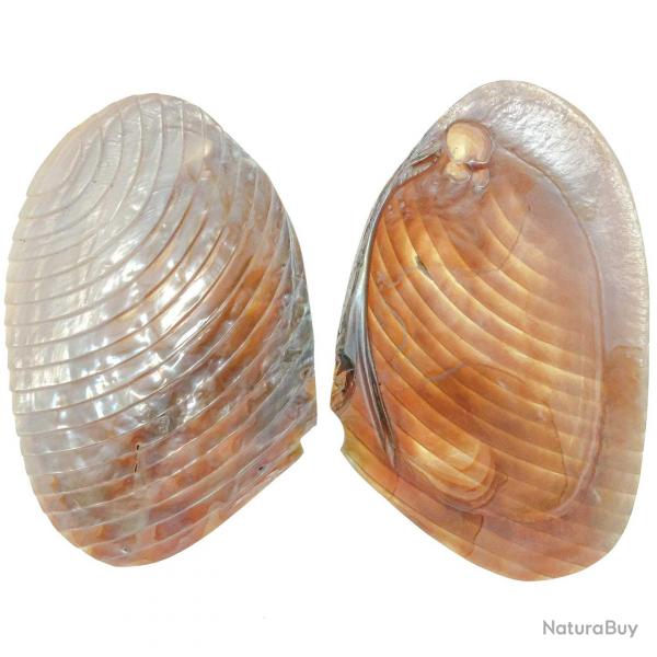 Coquillage moule nacre taille - 15  17 cm - A l'unit