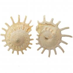 Coquillages stellaria solaris - 8 à 12 cm - A l'unité