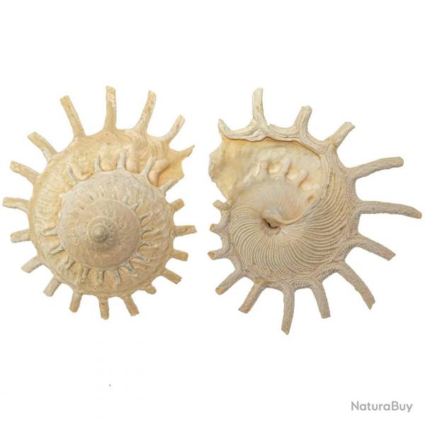 Coquillages stellaria solaris - 8  12 cm - A l'unit