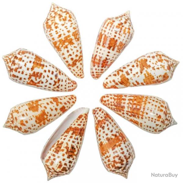 Coquillages conus lynceus polis - 5  8 cm - Lot de 5