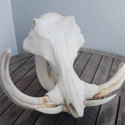 Crâne de phacochère XXL ; Phacochoerus africanus #2205