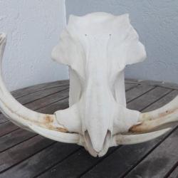 Crâne de phacochère XXL ; Phacochoerus africanus #2205