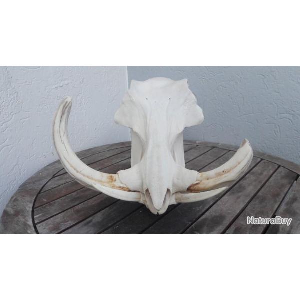 Crne de phacochre XXL ; Phacochoerus africanus #2205