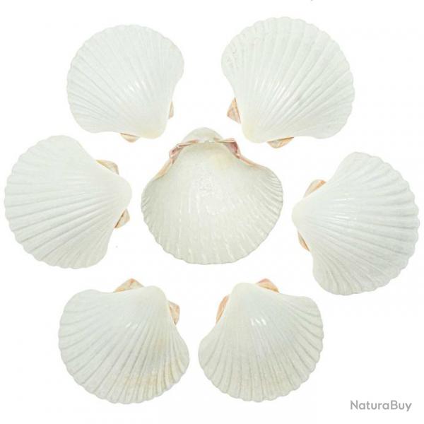 Coquillages pecten diegensis blanc - 7  9 cm - Lot de 3