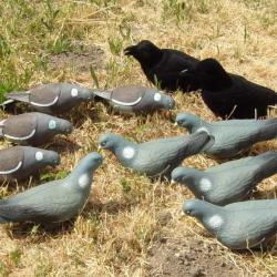 Lot pigeons corbeaux formes appelants