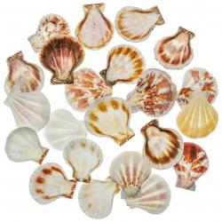 Coquillages pecten striatus - 3 à 4 cm - 100 grammes