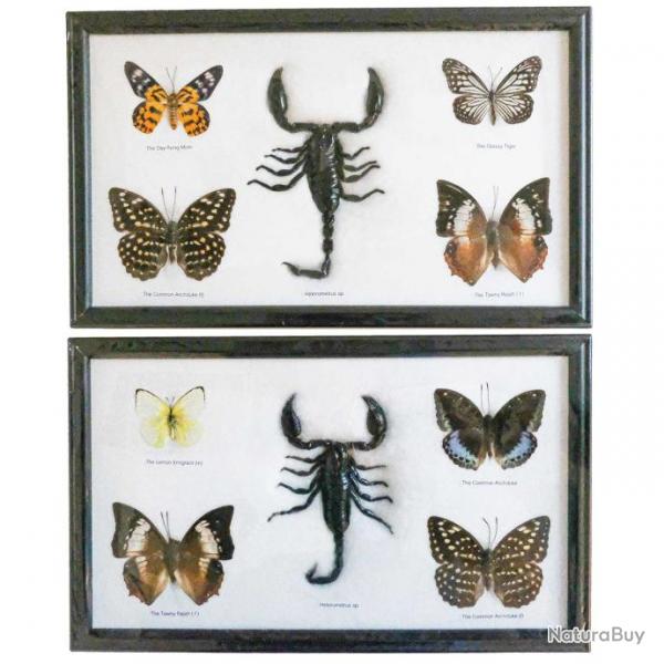 Cadre 32 x 20 cm avec 4 papillons et 1 scorpion vritables naturaliss - A l'unit