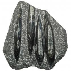 Plaque en marbre fossilifère d'orthocéras - 18 x 21 cm - 1.07 kg