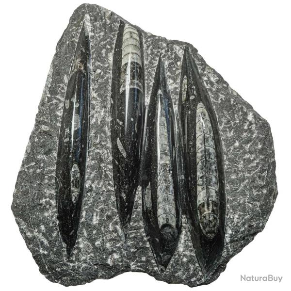 Plaque en marbre fossilifre d'orthocras - 18 x 21 cm - 1.07 kg