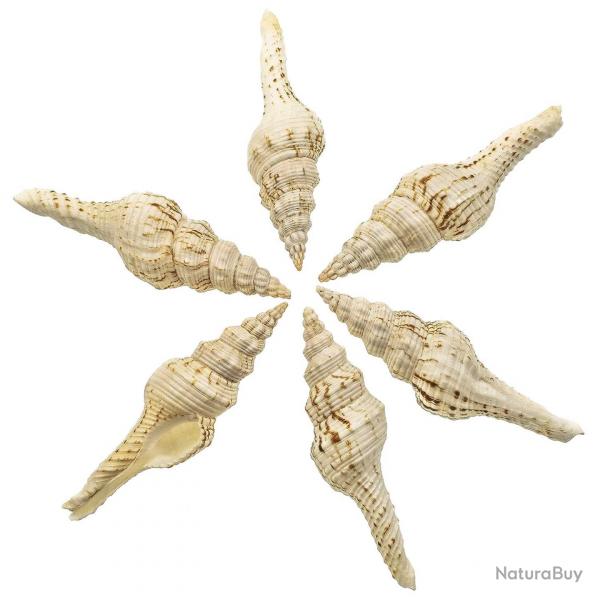 Coquillage fusinus nicobaricus - 7  10 cm - Lot de 2