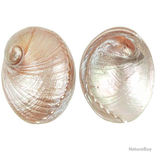 Coquillage haliotis laevigata nacr 14  16 cm