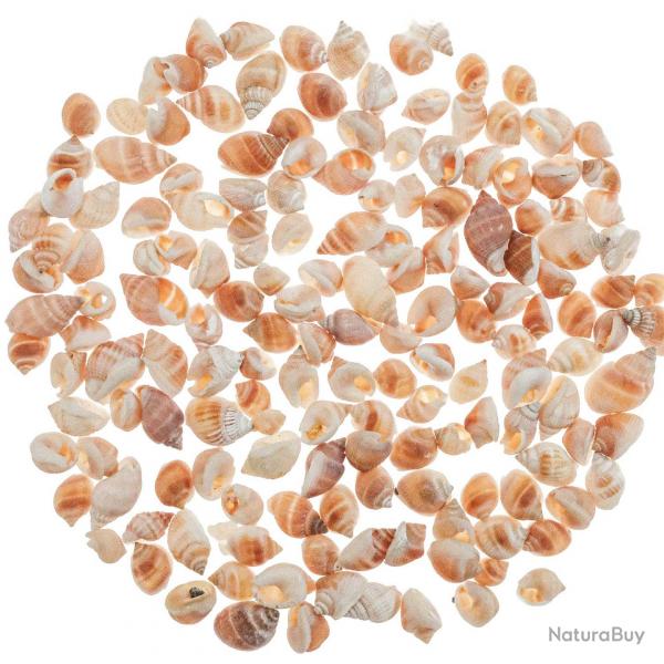 Coquillages nassarius vibex orangs - 1  2 cm - 100 grammes