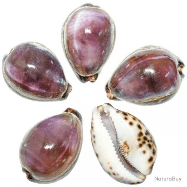 Coquillages cypraea eglantina violet - 7  9 cm - A l'unit
