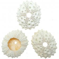 Test d'oursin de cidaris blanc - 4 à 6 cm - A l'unité