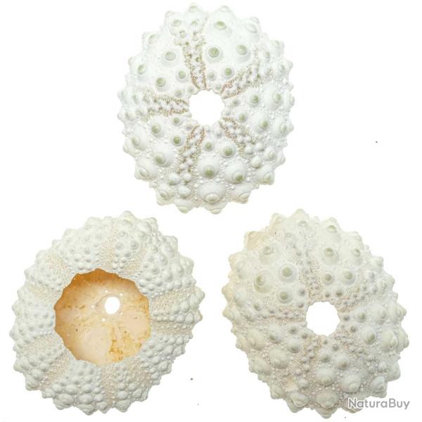 Test d'oursin de cidaris blanc - 4 à 6 cm - A l'unité
