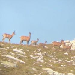 Chasse à l'approche de l'Isard dans les Pyrénées Orientales