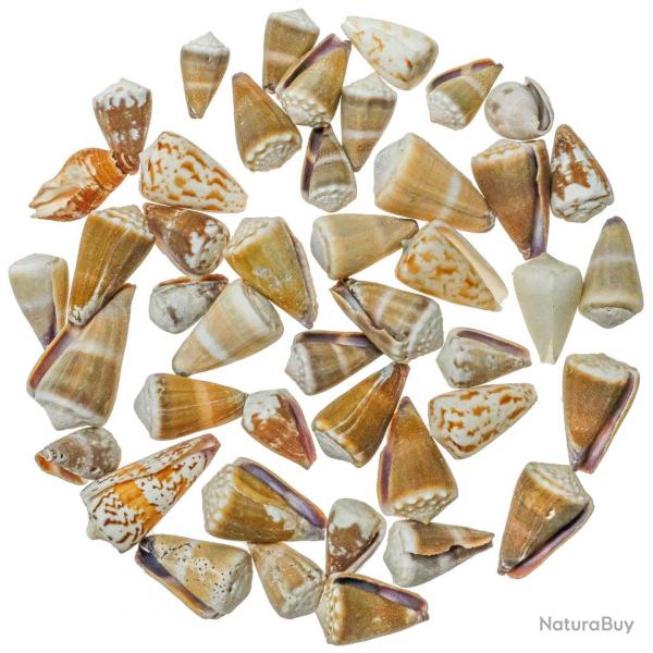 Coquillages conus varis - 1.5  5 cm - 200 grammes