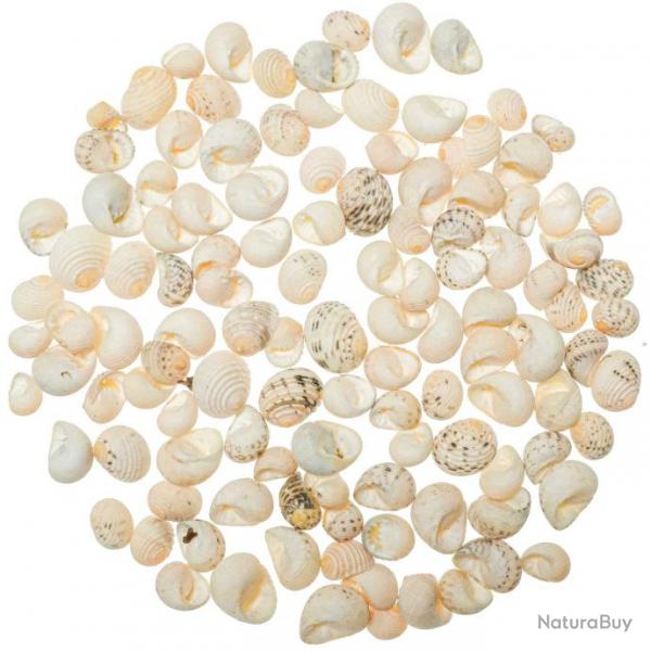 Coquillages nerita blanche - 1  2 cm - 100 grammes